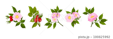Tender Pink Flowers of Rosa Canina or Dog Rose Plant with Mature Red Rose Hips Vector Set 100825992