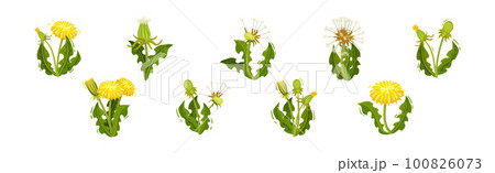 Dandelion Yellow Flower as Meadow Plant with Seeds and Stem Vector Set 100826073