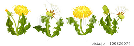 Dandelion Yellow Flower as Meadow Plant with Seeds and Stem Vector Set 100826074