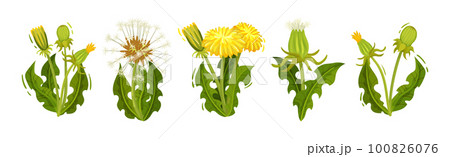 Dandelion Yellow Flower as Meadow Plant with Seeds and Stem Vector Set 100826076