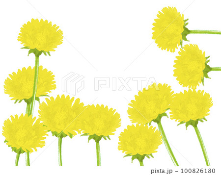 黄色い野の花たんぽぽの背景素材コピースペースあり 黄色い野の花たんぽぽの背景素材コピースペースあり 100826180