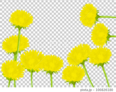 黄色い野の花たんぽぽの背景素材コピースペースあり 黄色い野の花たんぽぽの背景素材コピースペースあり 100826180