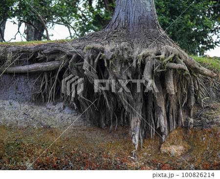 Riverbank washed away by water with the roots of large growing tree destroyed by the flow of water. 100826214