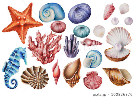 Watercolor set with corals, sea urchins, horses and shells. Hand painting clipart underwater life objects on a white isolated background. For designers, decoration, postcards, wrapping paper 100826376