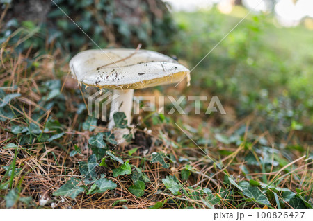 Forest brown mushroom in natural background . Copy space and empty space for advertising or text 100826427
