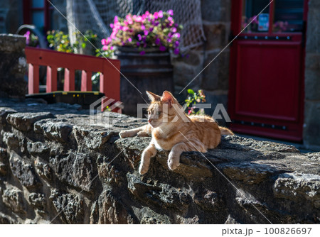 Relaxed Red Cat Lies On Stone Wall In Front Of French Cottage In Brittany, France 100826697