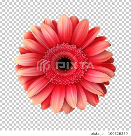 Gerbera flower hear isolated. Illustration AI Generative Gerbera flower hear isolated. Illustration AI Generative 100826889