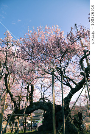 北杜市武川町、今年も咲いた！山高神代桜2023.3.22 100826916
