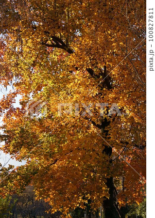 2022年12月のタイワンフウ・実と紅葉 2022年12月のタイワンフウ・実と紅葉 100827811