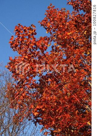 2022年12月のタイワンフウ・実と紅葉 2022年12月のタイワンフウ・実と紅葉 100827816