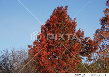 2022年12月のタイワンフウ・実と紅葉 100827821