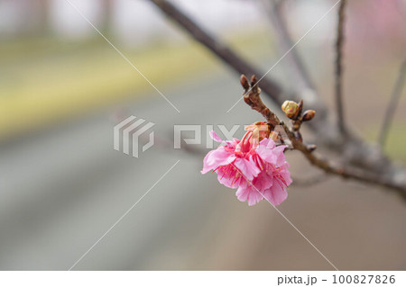 サクラ 緋寒桜 沖縄の桜 ピンク 日本 一輪の花 サクラ 緋寒桜 沖縄の桜 ピンク 日本 一輪の花 100827826