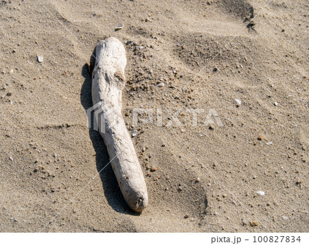 砂浜に打ち上げられた流木。 100827834