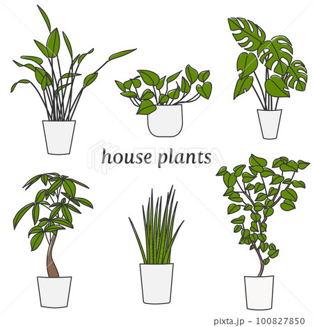 6種類の観葉植物 100827850