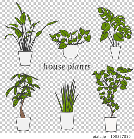 6種類の観葉植物 100827850