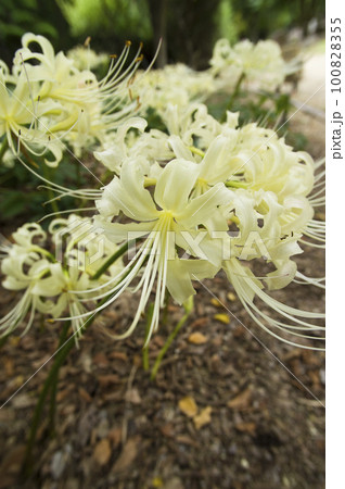 シロバナマンジュシャゲの白い花が咲いています。学名はLycoris albifloraです。彼岸花 100828355