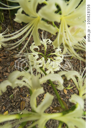 シロバナマンジュシャゲの白い花が咲いています。学名はLycoris albifloraです。彼岸花 100828356