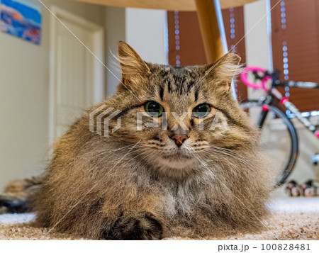 Close up shot of cute Maine Coon mix 100828481