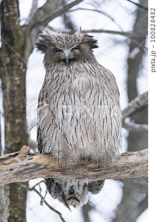 見つめる島梟 見つめる島梟 100828482