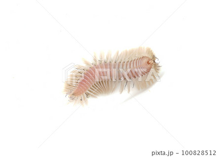 ウミケムシ 100828512