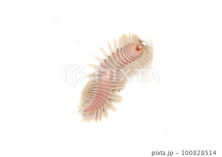 ウミケムシ ウミケムシ 100828514