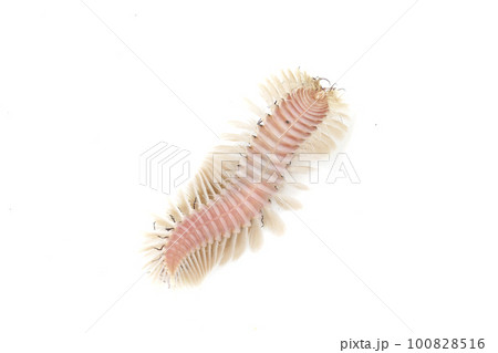 ウミケムシ ウミケムシ 100828516