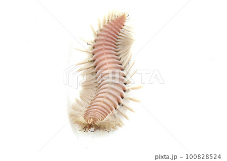 ウミケムシ ウミケムシ 100828524