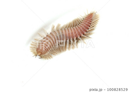 ウミケムシ ウミケムシ 100828529
