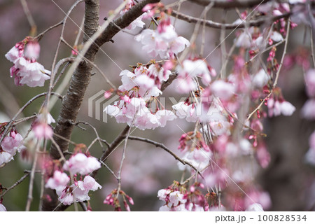 雨後の枝垂桜　クローズアップ 100828534