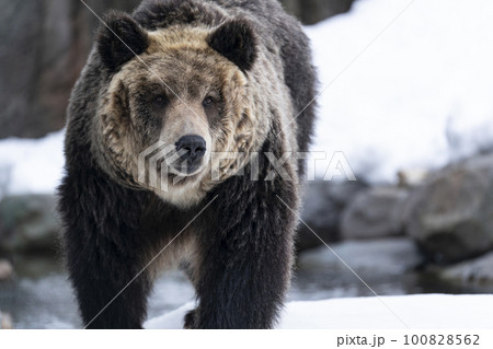 雪の中を歩くヒグマ 100828562