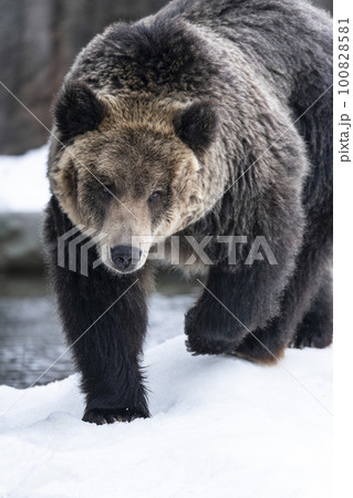 雪の中を歩くヒグマ 雪の中を歩くヒグマ 100828581
