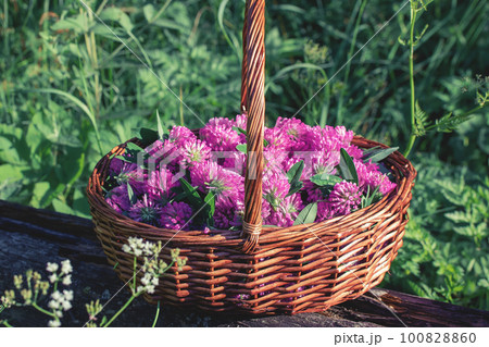 Basket with pink clover flowers collected for drying 100828860