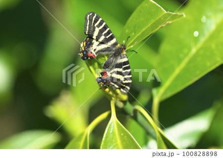 ギフチョウ ギフチョウ 100828898