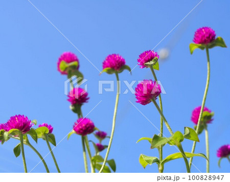 青空バックの赤いセンニチコウの花 100828947