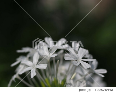 白いルリマツリの花のアップ 100828948