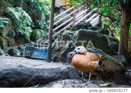 伊豆シャボテン公園で放し飼いされているカモの可愛い姿 100829177