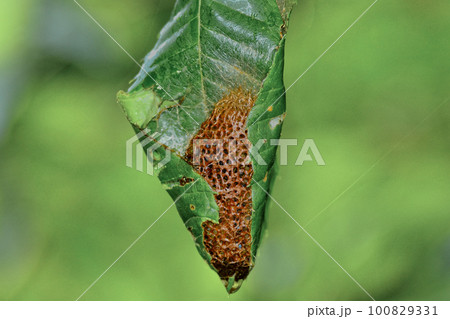 クスサンの繭　スカシダワラ 100829331