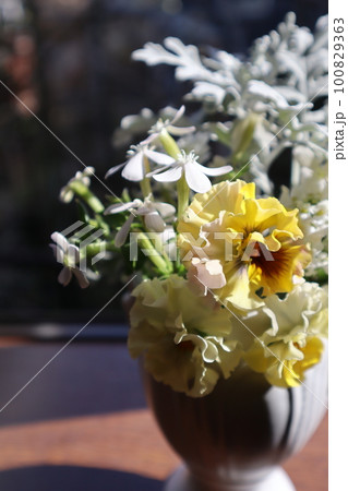 花瓶に生けた庭のパンジー 花瓶に生けた庭のパンジー 100829363