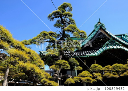 柴又帝釈天・帝釈堂と瑞竜松 100829482