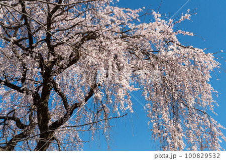 青空に映える見事なしだれ桜 100829532