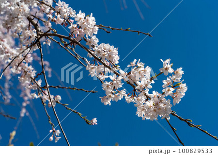 青空に映える見事なしだれ桜 100829533