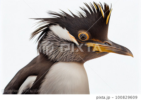 Rockhopper penguin close up portrait, isolated on white background Rockhopper penguin close up portrait, isolated on white background 100829609