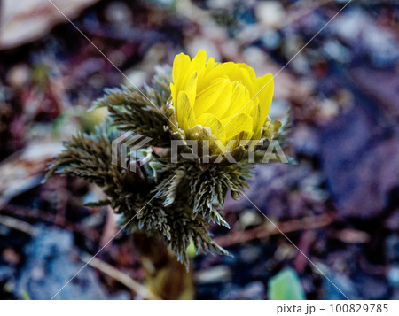 春を呼ぶ花 福寿草の開花 春を呼ぶ花 福寿草の開花 100829785