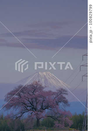 韮崎市神山町、咲き始めたわに塚の桜と夕景富士 韮崎市神山町、咲き始めたわに塚の桜と夕景富士 100829799