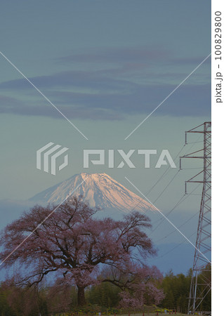 韮崎市神山町、咲き始めたわに塚の桜と夕景富士 100829800