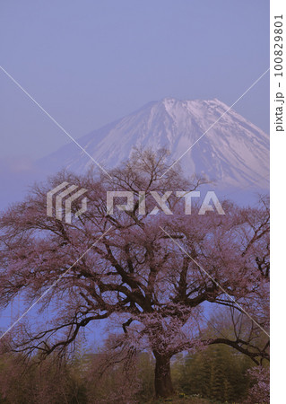 韮崎市神山町、咲き始めたわに塚の桜と夕景富士 韮崎市神山町、咲き始めたわに塚の桜と夕景富士 100829801