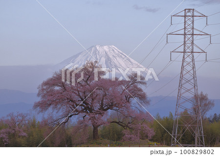 韮崎市神山町、咲き始めたわに塚の桜と夕景富士 韮崎市神山町、咲き始めたわに塚の桜と夕景富士 100829802
