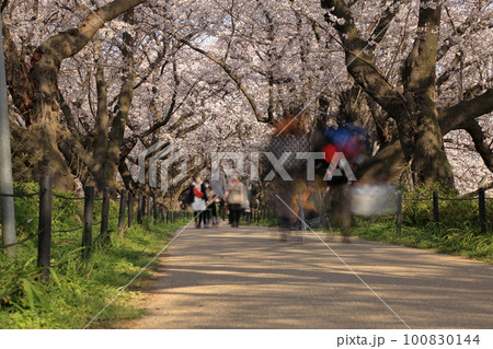 権現堂桜堤の満開の桜トンネル ( 埼玉県 幸手市 ) 権現堂桜堤の満開の桜トンネル ( 埼玉県 幸手市 ) 100830144