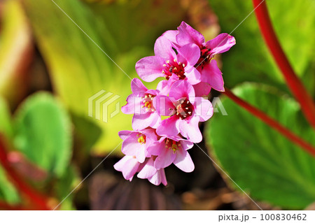 ピンクのヒマラヤユキノシタの花(春、三月) ピンクのヒマラヤユキノシタの花(春、三月) 100830462