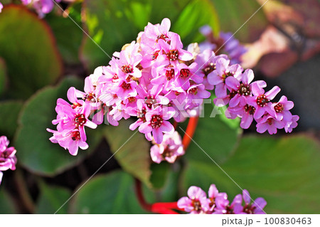 ピンクのヒマラヤユキノシタの花（春、三月） 100830463